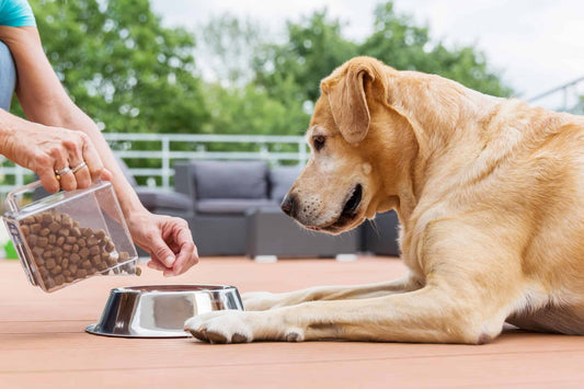 Pet Essentials: Your Ultimate Guide to Caring for Your Beloved Companion